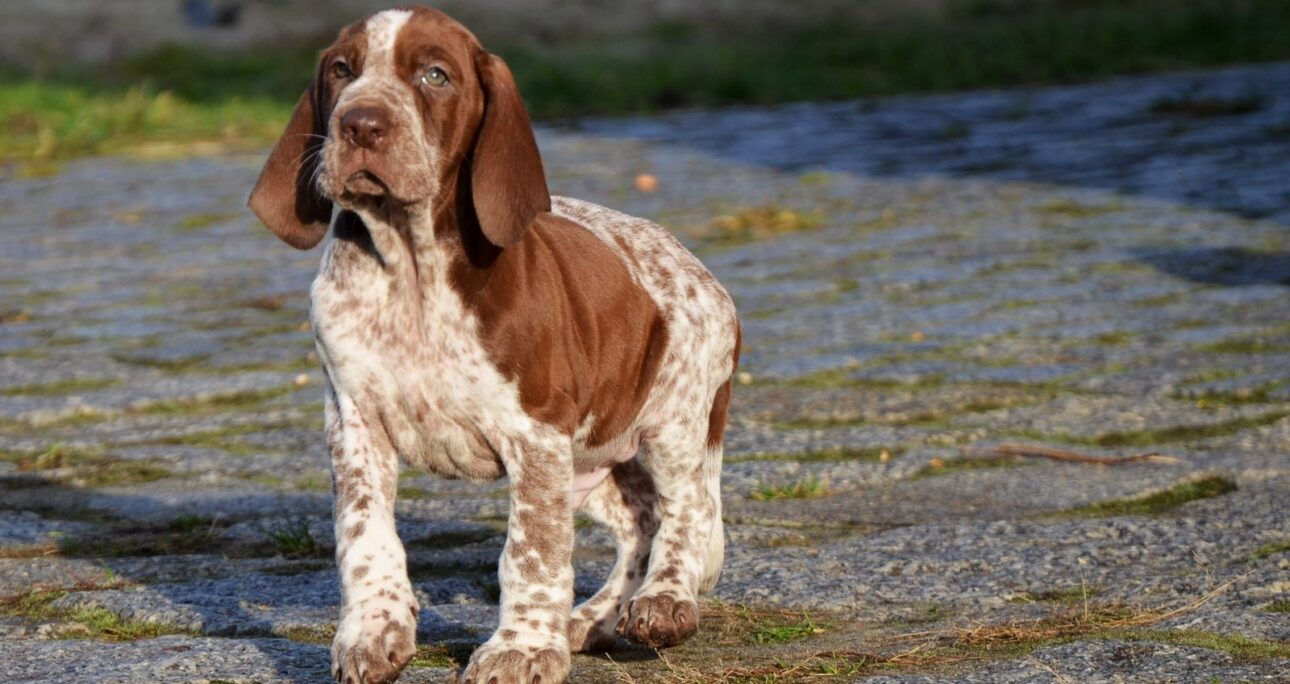 Il Bracco italiano: Cane da caccia di antica selezione