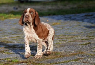Il Bracco italiano: Cane da caccia di antica selezione