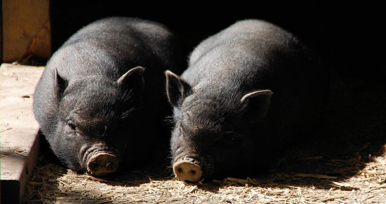 Il maiale nero italiano: il “Patanegra dello Stivale”