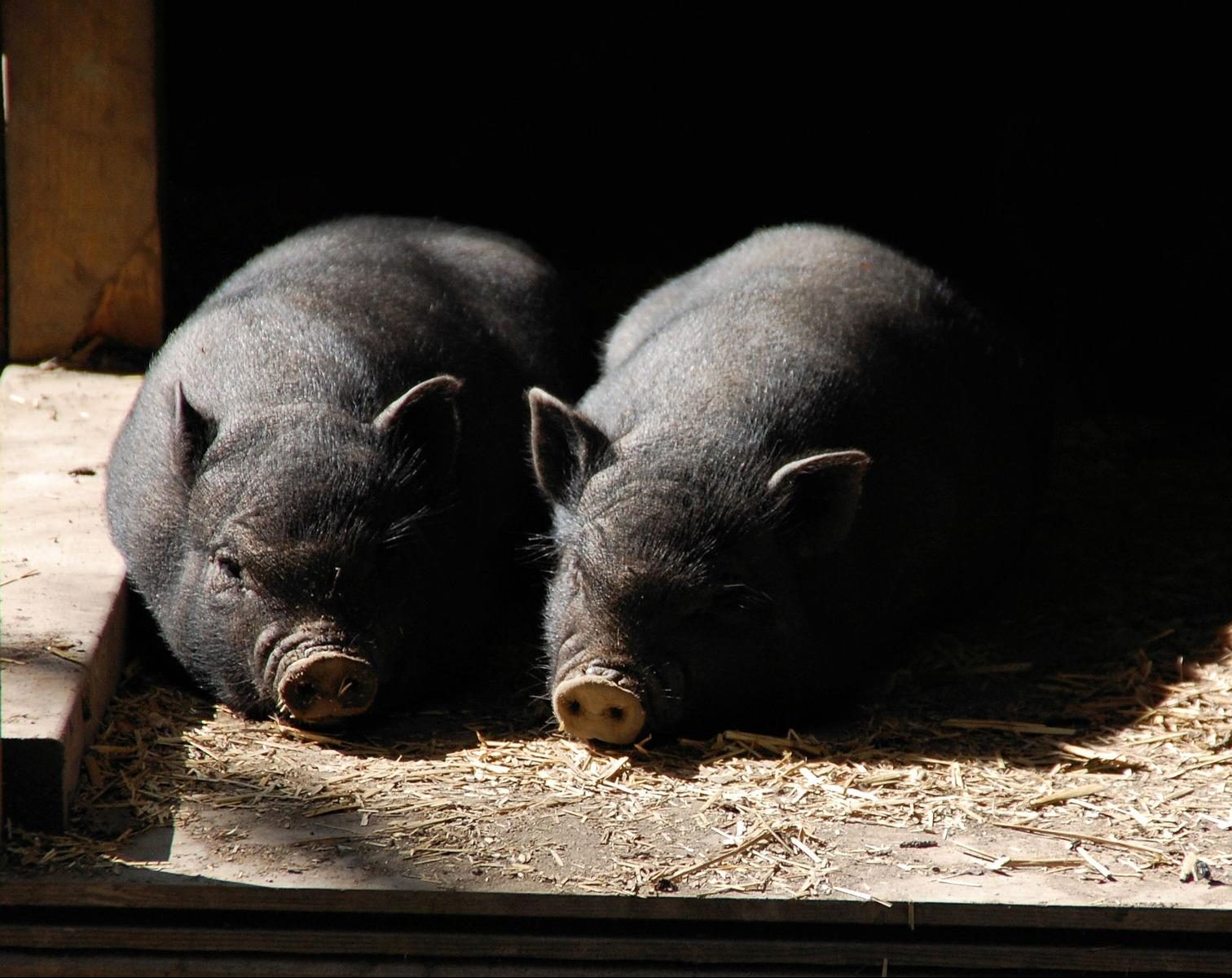 Il maiale nero italiano: il “Patanegra dello Stivale”